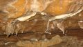 Sharks Teeth