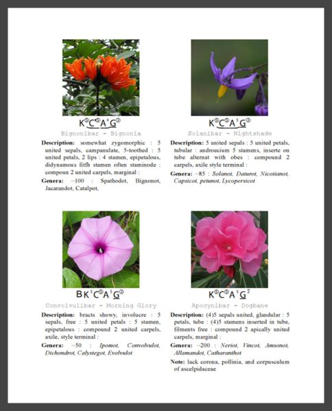 File:Floral-formula-academia-sample-classification.jpg