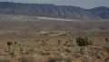 Joshua Tree